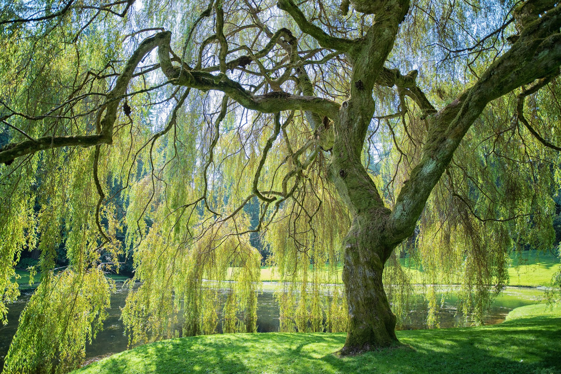 Là Où Les Saules Ne Pleurent Pas C'est beau un saule pleureur!