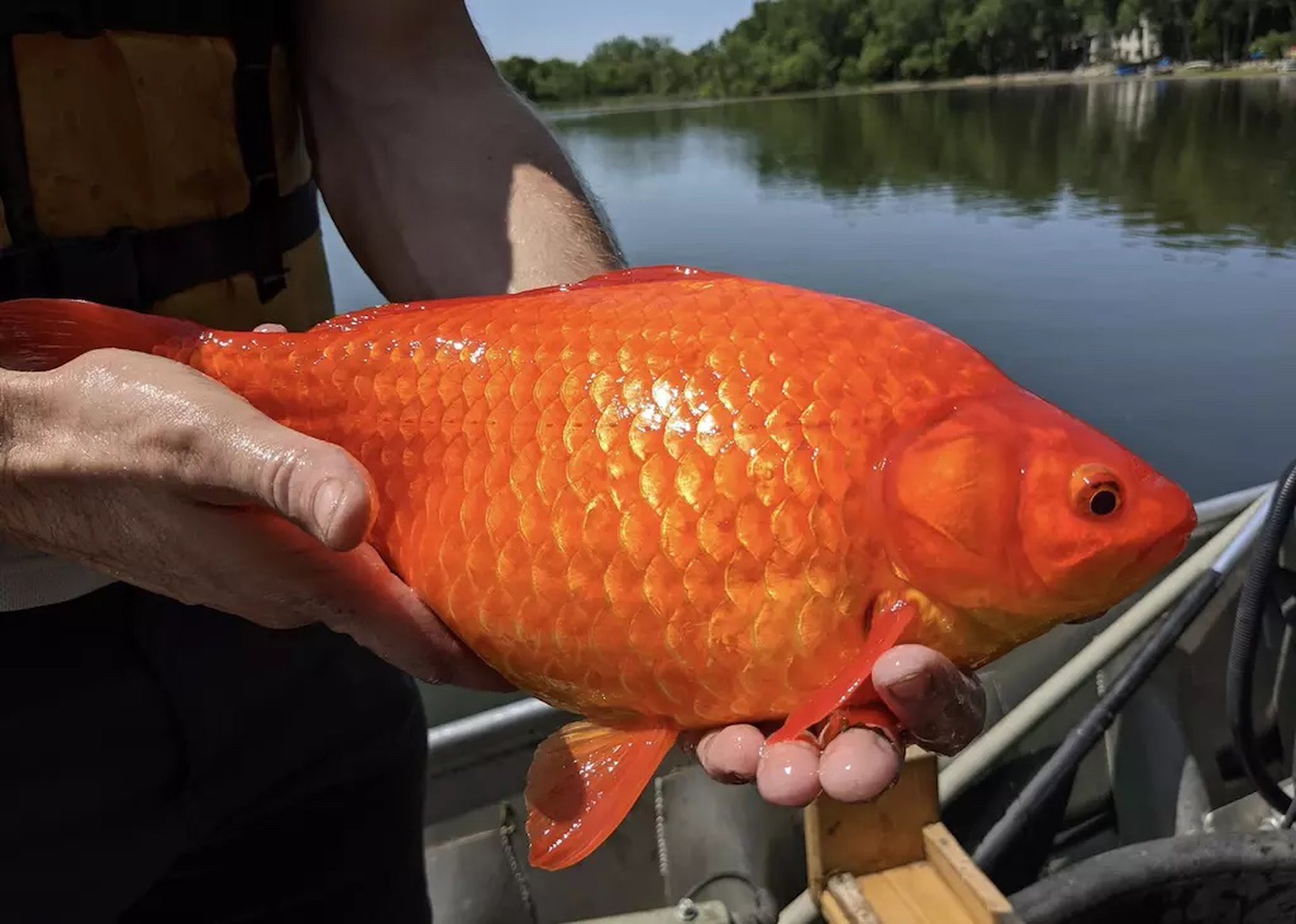 Petit poisson rouge deviendra énorme! 🤨