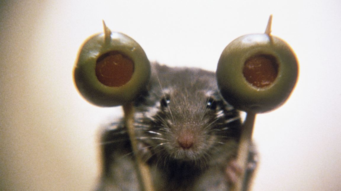 Ne Reveillez Pas La Souris Qui Dort Ne réveillez pas une souris qui dort | Cinéma | Télé-Québec