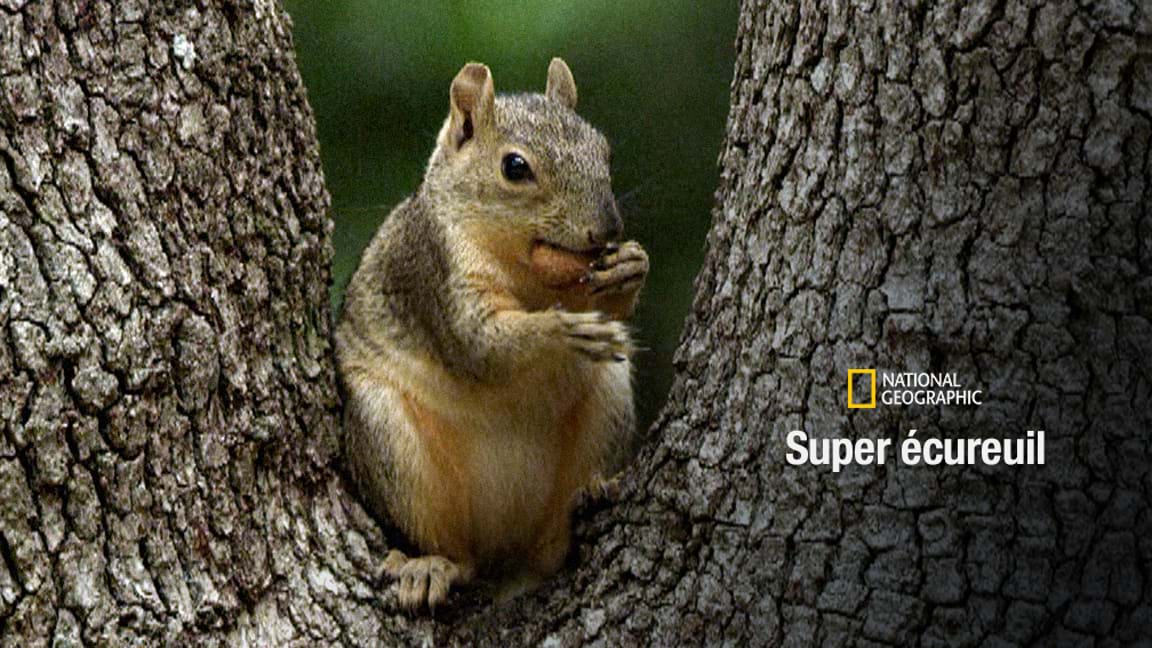 Super écureuil