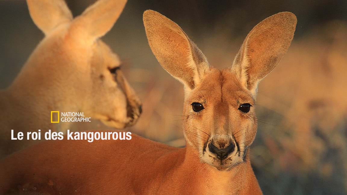 Le roi des kangourous