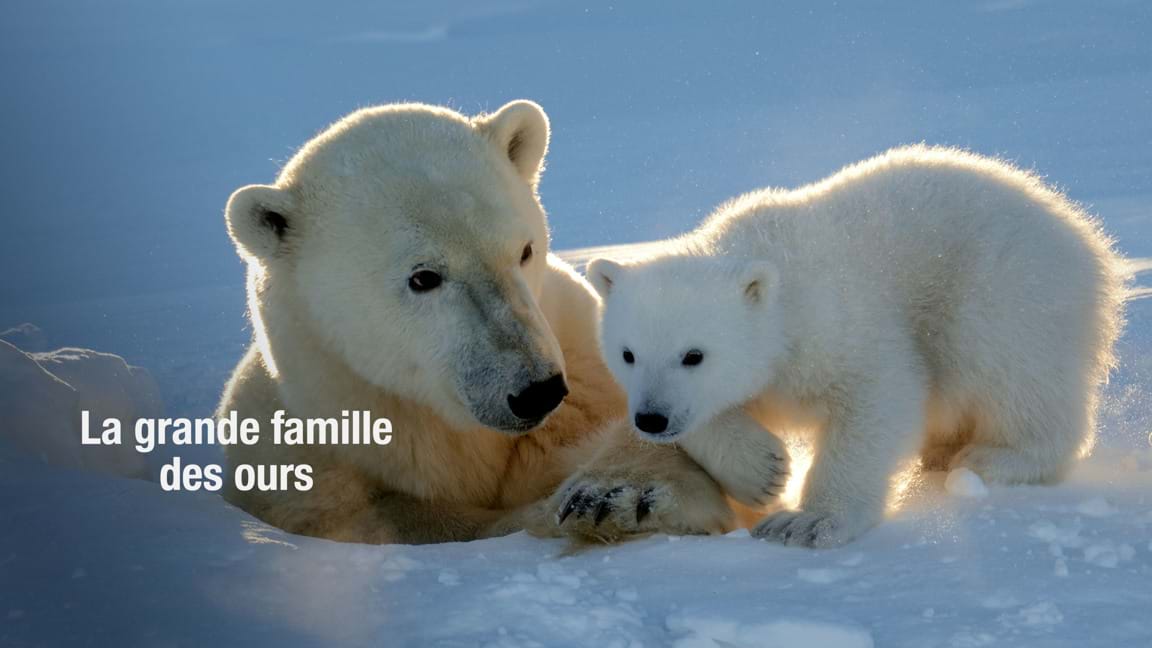 La grande famille des ours