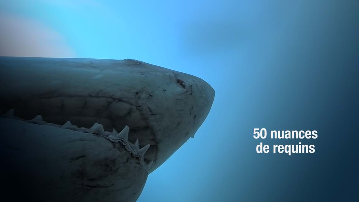 Cinquante nuances de requins