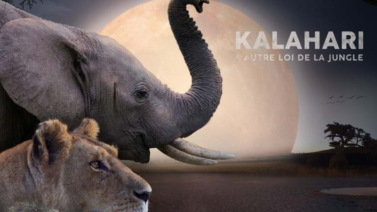 Kalahari L Autre Loi De La Jungle Replay