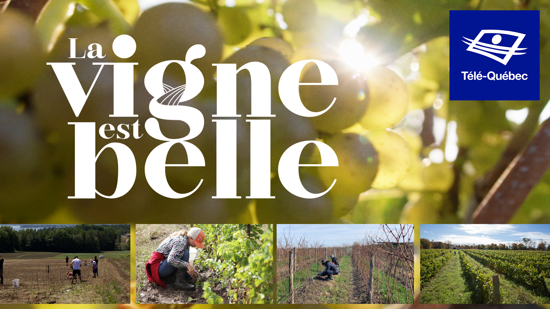 Plongeon dans l’univers des artisans du vin du Québec avec La vigne est belle 