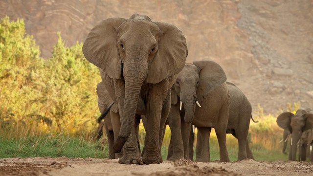 Kalahari, l'autre loi de la jungle: Acte 1