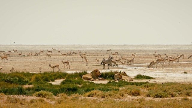 Kalahari, l'autre loi de la jungle: Acte 2