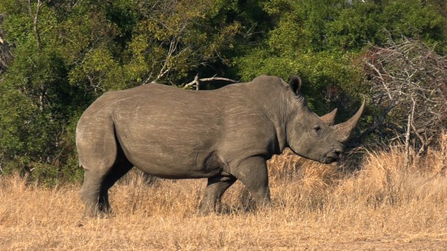 Rhinocéros blanc