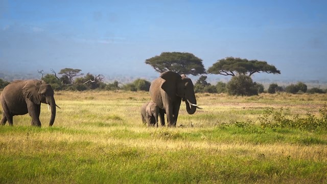 Éléphant des savanes