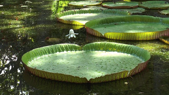 Nénuphar géant