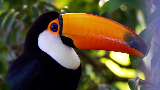 Toucan toco