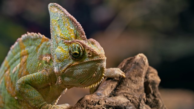 Caméléon casqué