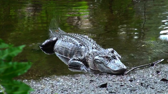 Alligator américain