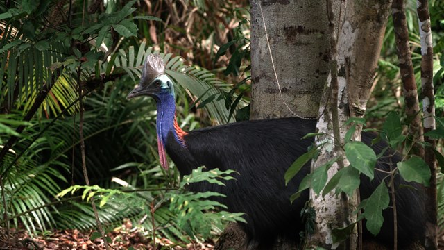 Les forêts tropicales humides et sauvages