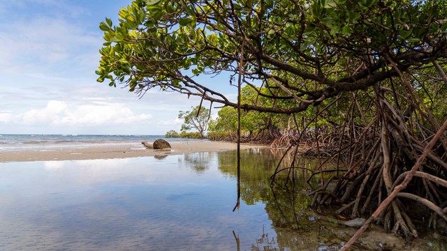 La boue des mangroves