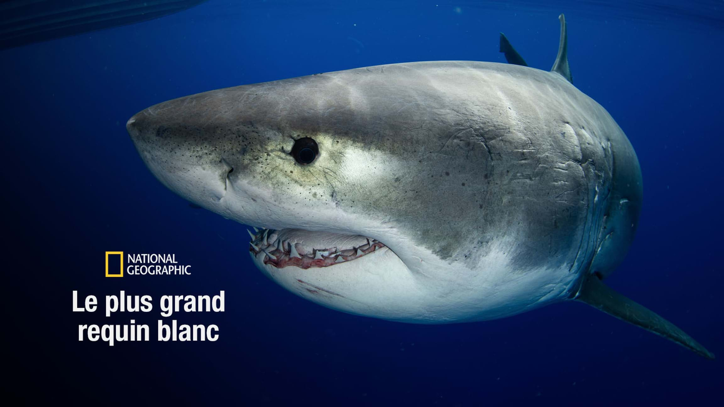 Le plus grand requin blanc