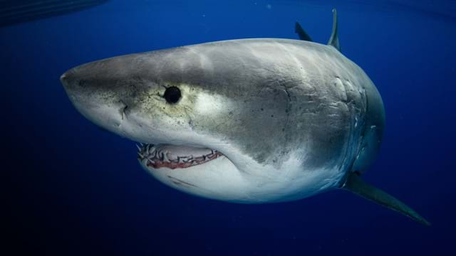 Le plus grand requin blanc