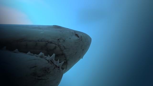 Cinquante nuances de requins