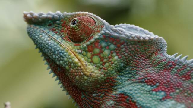Madagascar ou le grand carnaval des caméléons