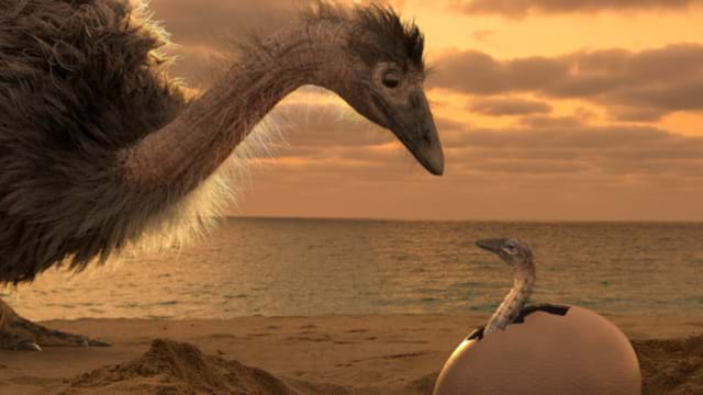 Le mystère des oiseaux géants