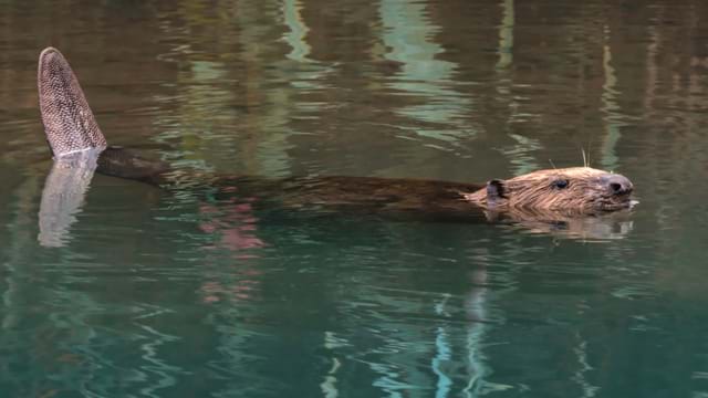 Castor, la force de la nature