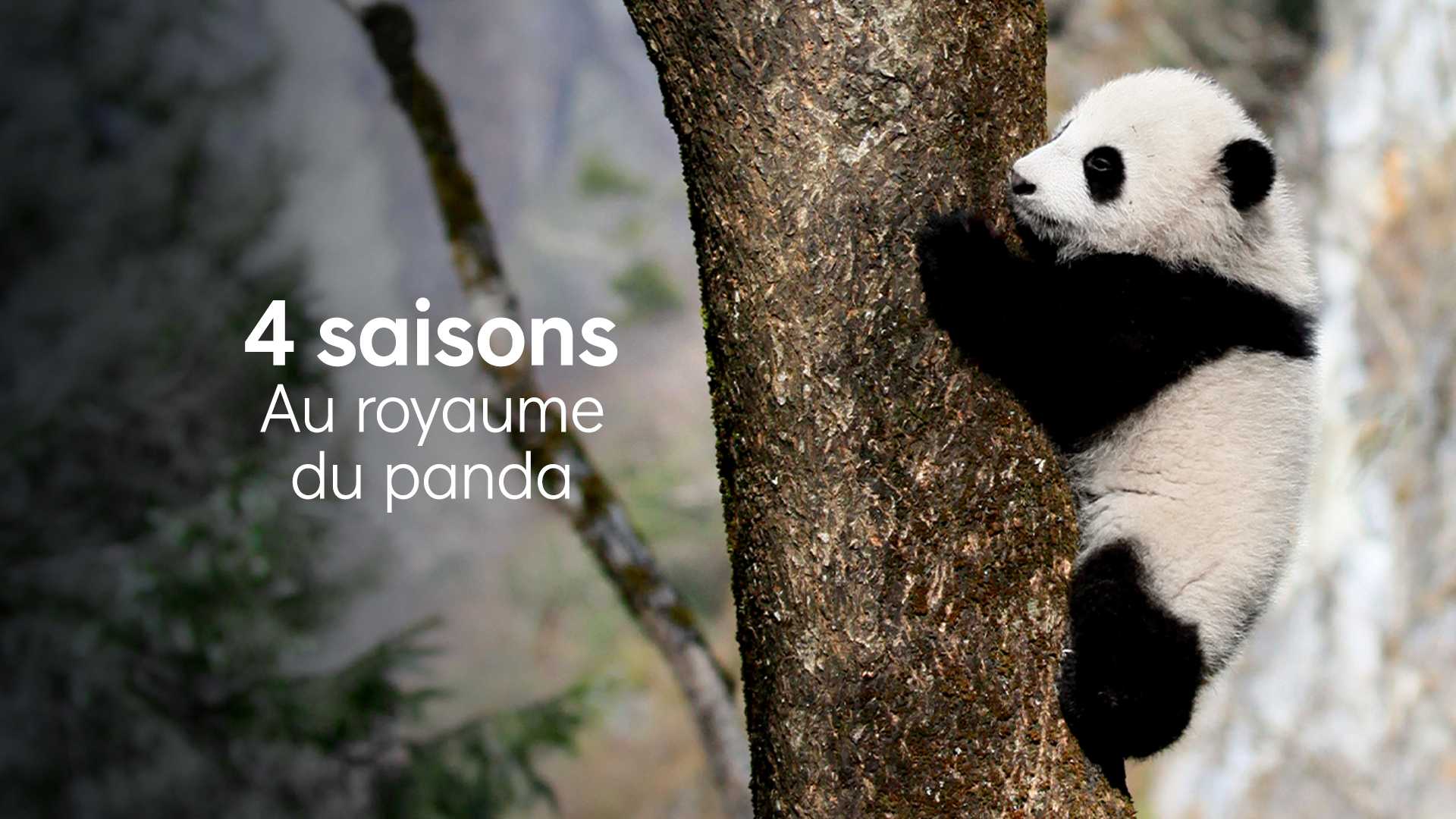 4 saisons au royaume du panda