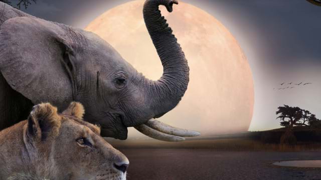 Kalahari, l'autre loi de la jungle