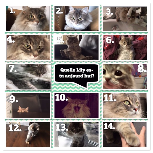 Quelle Lily Es Tu Aujourd Hui Quelle Lily Es Tu Aujourd Hui