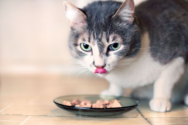 Une Nouvelle Etude Sur Nos Amis Les Chats Une Nouvelle Etude Sur Nos Amis Les Chats
